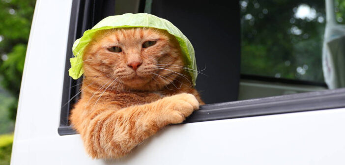 軽トラに乗ってキャベツ帽子をかぶる猫