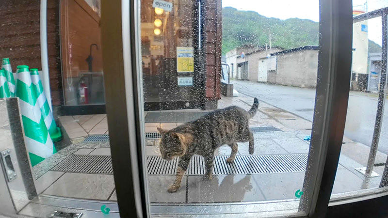 切符売り場に雨宿りしに来た猫