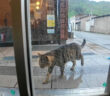 猫島の切符売り場に雨宿りしに来た猫