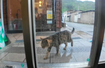 猫島の切符売り場に雨宿りしに来た猫