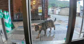 猫島の切符売り場に雨宿りしに来た猫