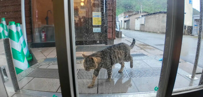 猫島の切符売り場に雨宿りしに来た猫