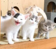 待ち構えている子猫達