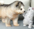 子犬に初めて会った子猫