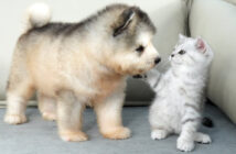 子犬に初めて会った子猫