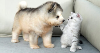 子犬に初めて会った子猫