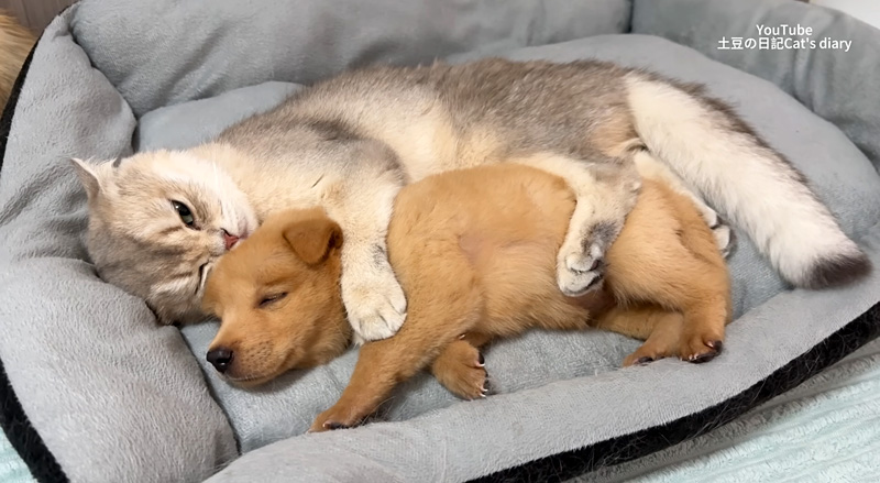 子犬を寝かしつける猫