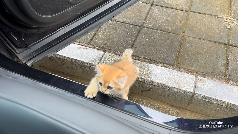 車に乗ってきた子猫