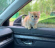 車に乗ってきた子猫