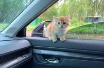 車に乗ってきた子猫