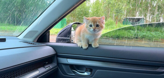 車に乗ってきた子猫