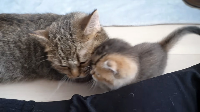 母猫にピッタリとくっつく子猫