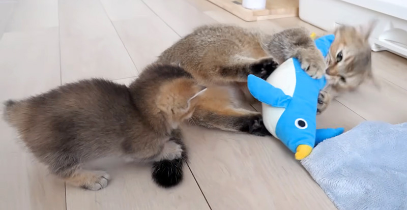 ママ猫が凶暴化して戸惑う子猫
