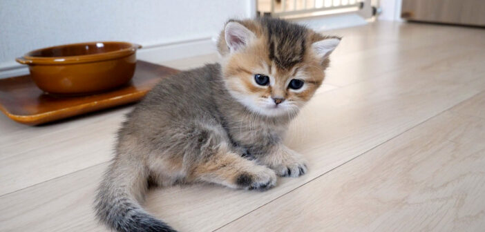 ママ猫が凶暴化して戸惑う子猫