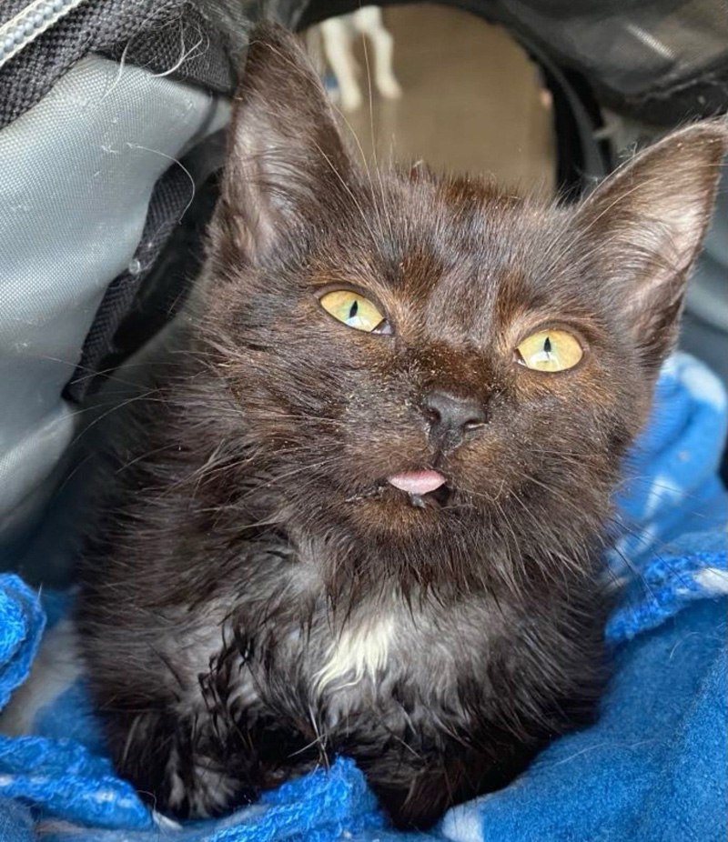 アゴがずれていた子猫