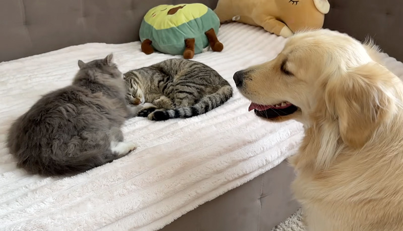 猫達の元にやって来た犬