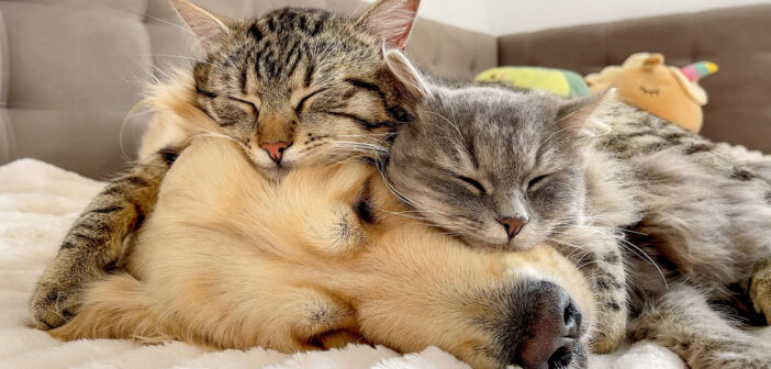 お互いのことが大好きなレトリバーと猫達。幸せいっぱいに寄り添って、一緒に眠りに落ちていく様子が可愛すぎる♡