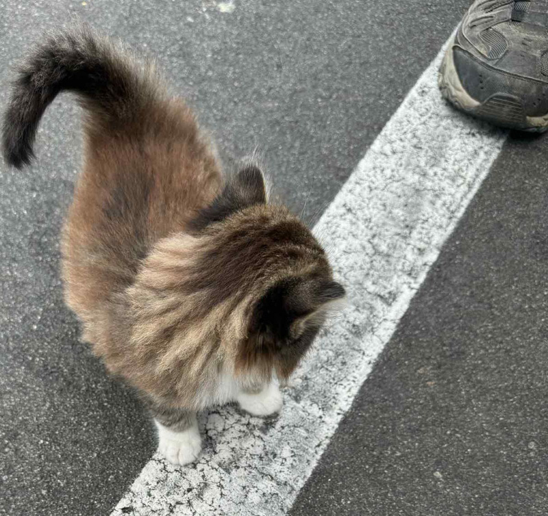 駐車場で迷子になっていた子猫
