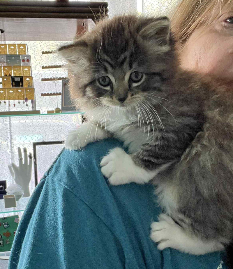 肩に乗る子猫