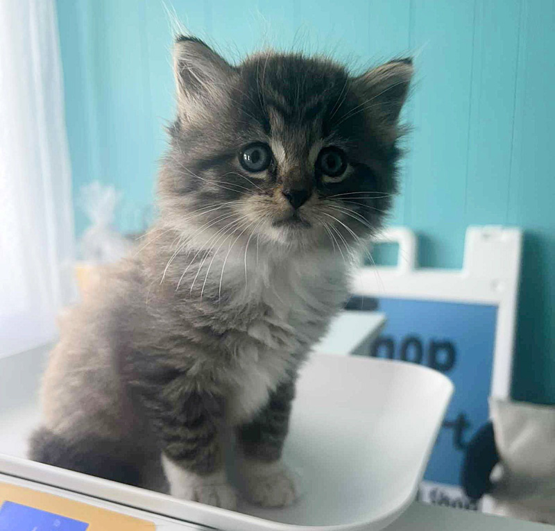 保護された子猫