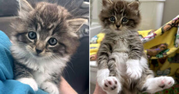 保護された子猫