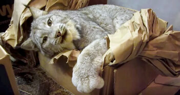 体が大きくてもやっぱり猫さん♪ 夢中になって箱で楽しむオオヤマネコがとっても可愛かった ( *´艸｀)♡