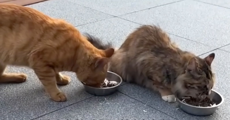 ご飯を食べる猫の夫婦