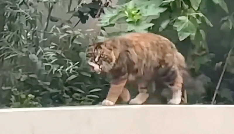 食べ物を咥えて去っていく猫
