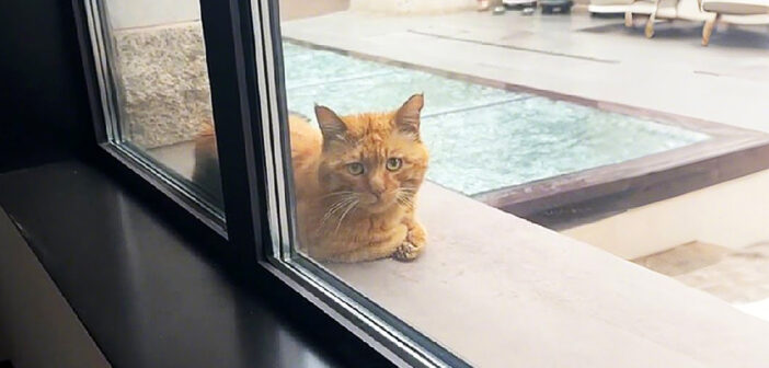 窓の外に現れた猫