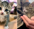 保護された子猫
