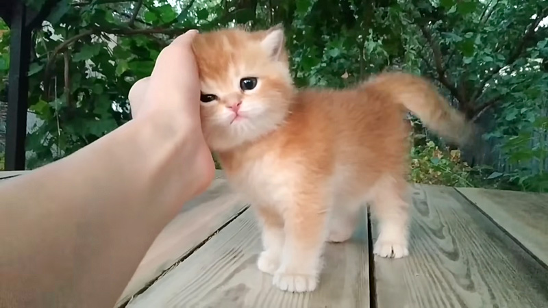撫でられる子猫