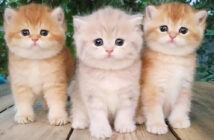 まん丸キュートな3匹の子猫達