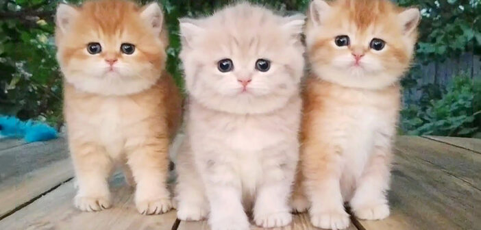 まん丸キュートな3匹の子猫達