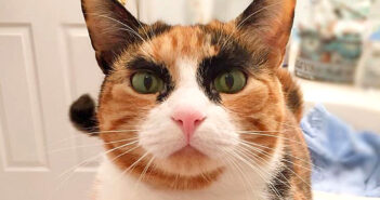 迫力の ”ごんぶと眉毛” を持つ三毛猫さん! 気迫のこもったおねだりに、誰も逆らうことが出来ません! ごんぶと眉毛の猫