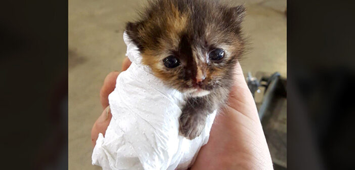 保護された幼い子猫