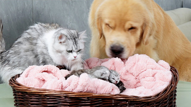 子猫達を一緒に育てる犬と猫