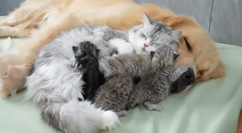 犬の寄り添う猫の親子