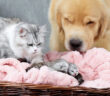 子猫達を一緒に育てる犬と猫