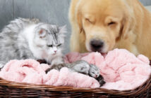 子猫達を一緒に育てる犬と猫