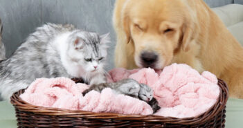 子猫達を一緒に育てる犬と猫