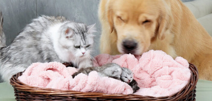 子猫達を一緒に育てる犬と猫