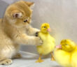 ヒナと遊ぶ子猫