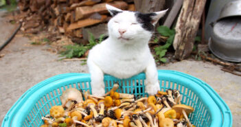 ナラタケと猫