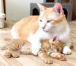 子猫を寝かしつける先住猫