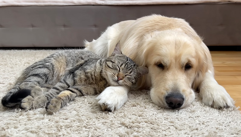 寄り添いながら眠りに落ちていく猫と犬