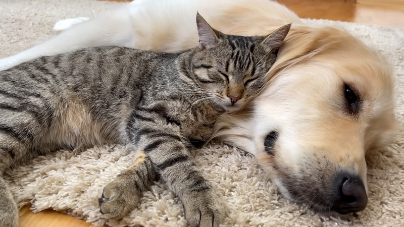 寄り添いながら眠りに落ちていく猫と犬