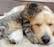 寄り添いながら眠りに落ちていく猫と犬
