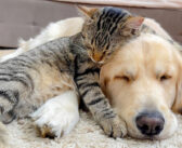 眠りに誘われる猫とゴールデンレトリバー。とっても仲良しなふたりが一緒に眠りに落ちていく姿に心がポカポカ温まる♡
