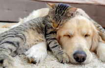 寄り添いながら眠りに落ちていく猫と犬