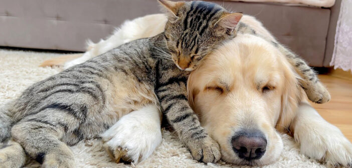 眠りに誘われる猫とゴールデンレトリバー。とっても仲良しなふたりが一緒に眠りに落ちていく姿に心がポカポカ温まる♡